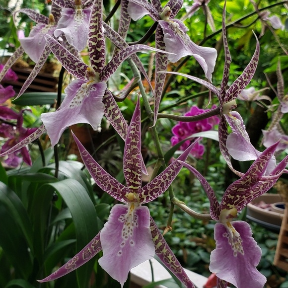 Meet your Posher, Angela - Picture 1 of 1